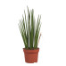 Sanseveria