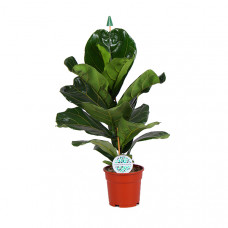 Ficus Lyrata