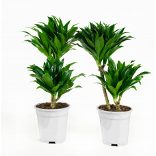 Dracaena fragans compacta