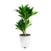 Dracaena fragans compacta