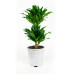 Dracaena fragans compacta