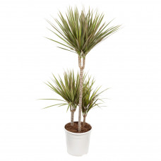 Dracaena Bicolour