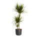 Dracaena Marginata in ® ELHO b.for soft sierpot