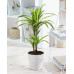 Dracaena lemon Lime