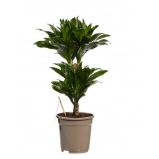 Dracaena Compacta