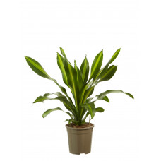 Dracaena Burley