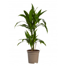 Dracaena Janet Graig