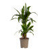 Dracaena Janet Graig