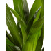 Dracaena Janet Graig