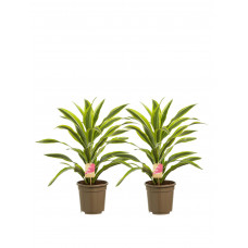 Dracaena lemon Lime, kopstek