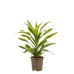 Dracaena lemon Lime, kopstek