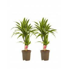 Dracaena lemon Lime