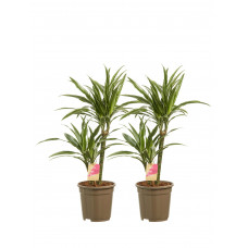 Dracaena Warneckei