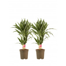 Dracaena White Stripe