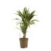 Dracaena White Stripe