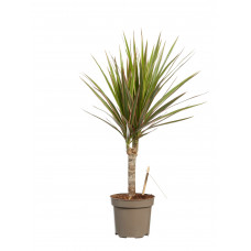 Dracaena Bicolour