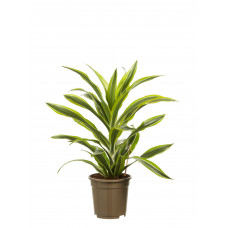 Dracaena lemon Lime, kopstek