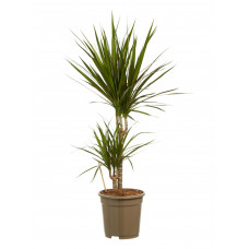 Dracaena Marginata