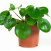 Peperomioides, Pannenkoekenplant