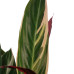 Decorum Calathea Triostar 