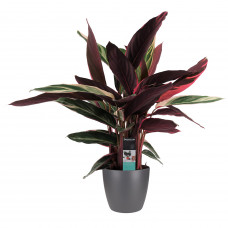 Decorum Calathea Triostar met Elho brussels antracite 