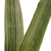 Decorum Sansevieria Aubrytniana Metallica 