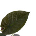 Decorum Alocasia Wentii met Elho brussels living black 