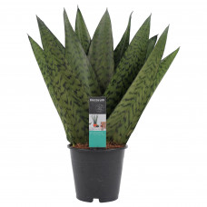 Decorum Sansevieria Zeylanica 