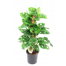 Monstera Monkey Leaf met mosstok