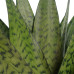 Decorum Duo Sansevieria Zeylanica met sierpot Anna grey 