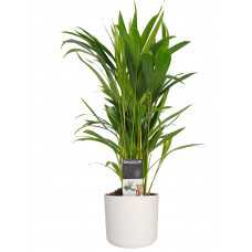 Decorum Dypsis lutescens (Areca) met Elho B.for soft white