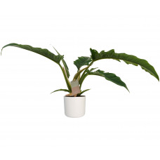 Decorum Philodendron Narrow Escape Feel Green met Elho B.for soft white