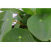 Plant Puzzle ® Discover the World Ecosysteem