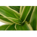 Plant Puzzel ® Discover the World Ecosysteem met verlichting 