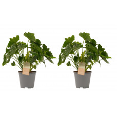 Decorum Duo Philodendron Shangri La