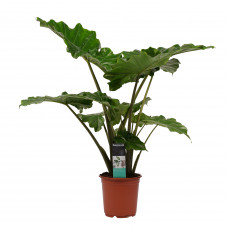 Decorum Alocasia Portodora 