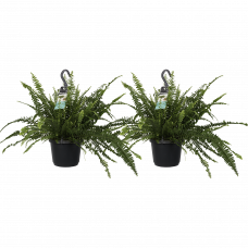 Decorum Duo Nephrolepis exaltata Green Lady