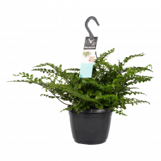 Decorum Asplenium Parvati