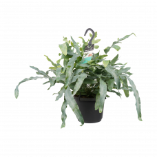 Decorum Phlebodium aureum Blue Star