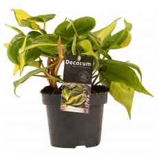 Decorum Philodendron Brazil