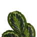 Decorum Calathea Medaillon