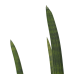 Decorum Sansevieria Cylindrica rocket