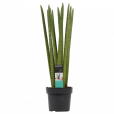 Decorum Sansevieria Cylindrica straight