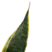 Decorum Sansevieria Superba 