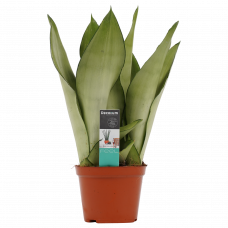 Decorum Sansevieria Moonshine 