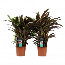 Decorum Duo Calathea Elgergrass 