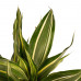 Decorum Combi 1 x Dracaena Surculosa 1 x Dracaena Sandriana white 1 x Dracaena Sandriana victory 1 x Dracaena Sandriana gold