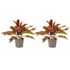 Decorum Duo 2 x Aglaonema Crete