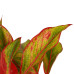 Decorum Duo 2 x Aglaonema Crete