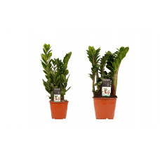 Decorum Combi 1 x Zamio Zenzi 1 x Zamio Culcas